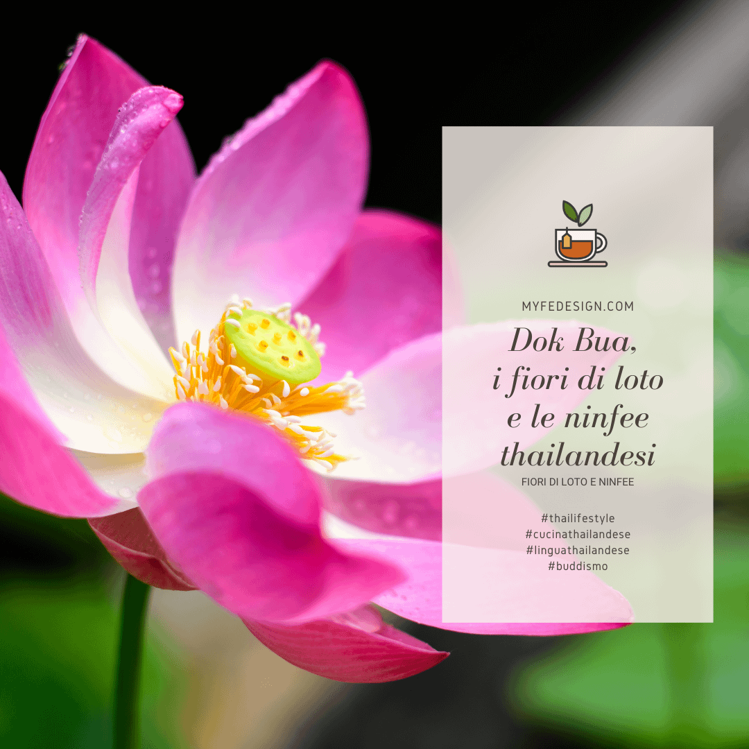 Primo piano di un fiore di loto sbocciato dai petali color rosa