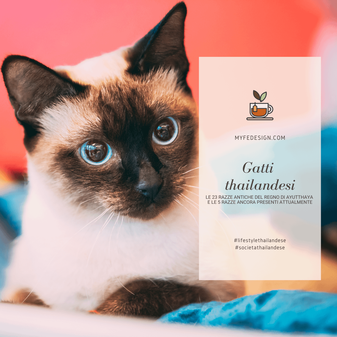 Foto primo piano di gatto siamese