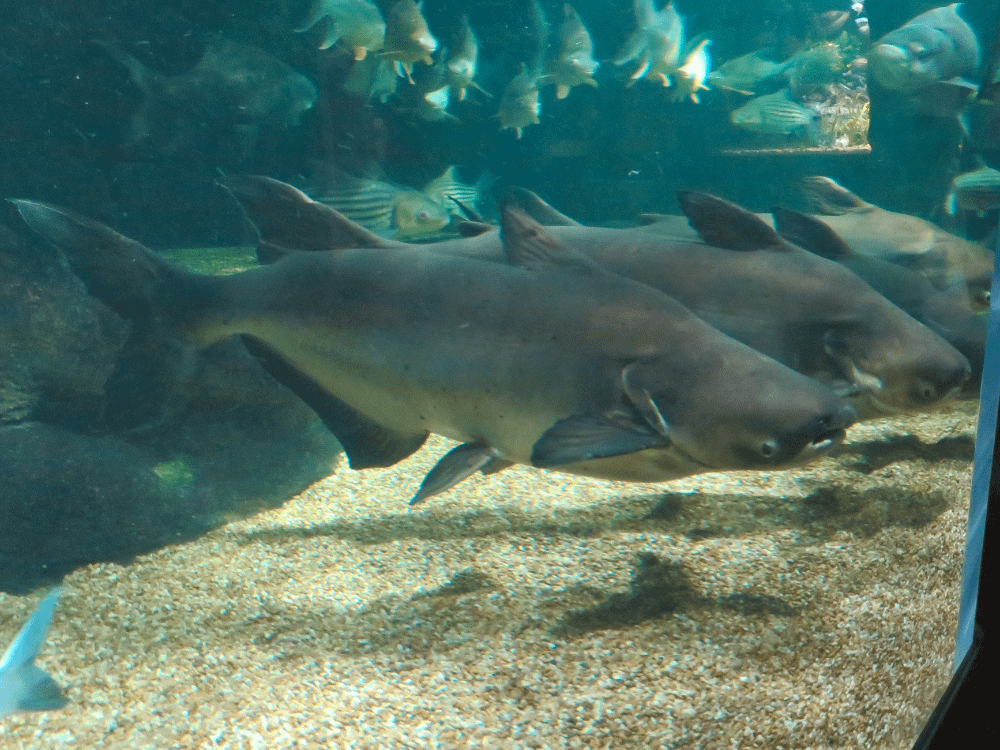 foto del Pla Buek ( ปลาบึก ) o pesce gatto gigante - nome scientifico Pangasianodon gigas, conosciuto anche come Mekong giant catfish in un acquario
