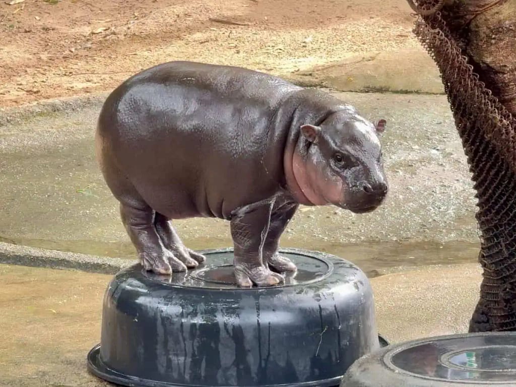 Moo Deng che fa il bagno