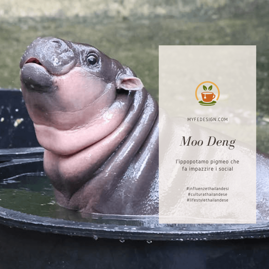 La cucciola di ippopotamo Moo Deng mentre fa il bagno