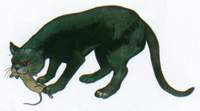 dipinto gatto thailandese dal libro Tamra Meaw