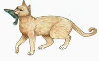 dipinto gatto thailandese dal libro Tamra Meaw