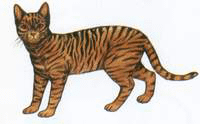 dipinto gatto thailandese dal libro Tamra Meaw