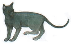 dipinto gatto thailandese dal libro Tamra Meaw