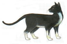 dipinto gatto thailandese dal libro Tamra Meaw