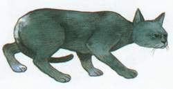 dipinto gatto thailandese dal libro Tamra Meaw