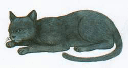 dipinto gatto thailandese dal libro Tamra Meaw