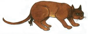 dipinto gatto thailandese dal libro Tamra Meaw