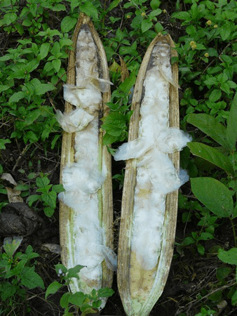 dettaglio semi di peka in natura