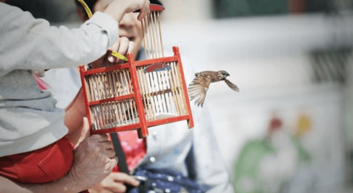mezzo busto di uomo thailandese che apre una gabbietta di legno rosso da cui esce volando un piccolo passerotto