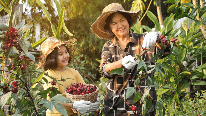 mamma e figlia asiatiche in un campo a raccogliere frutta