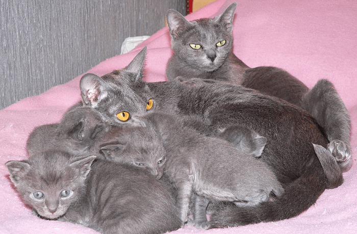 gatti thailandese, razza korat, pelo grigio