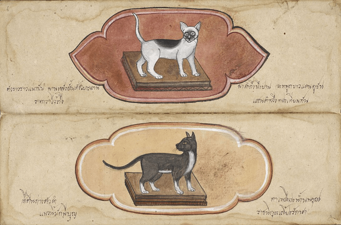 foto del documento thailandese Tamra Meaw dell'epoca del regno di Ayutthaya