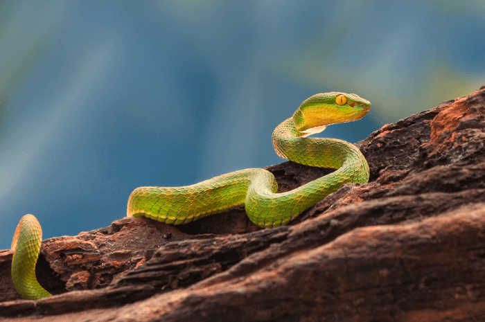 un serpente su una corteccia di un albero