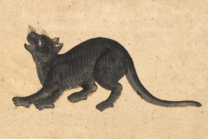 dipinto gatto thailandese dal libro Tamra Meaw