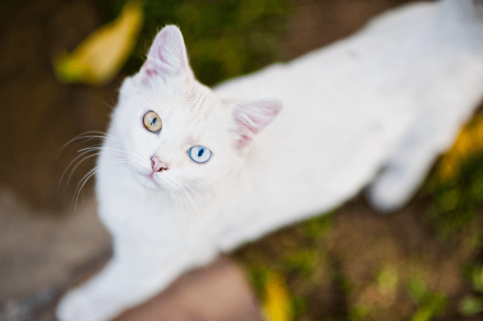 gatto thailandese, razza khao manee bianco con eterocromia