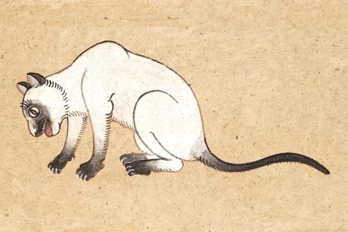 dipinto gatto thailandese dal libro Tamra Meaw