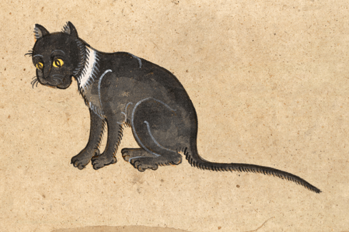 dipinto gatto thailandese dal libro Tamra Meaw
