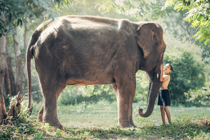 Gli elefanti in Thailandia
