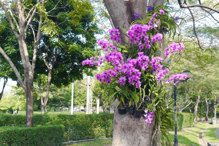 Fiori di orchidea che crescono su un albero in un parco