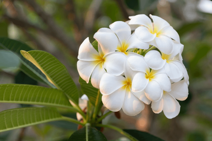 un mazzetto naturale di fiori di frangipane che crescono su un ramo