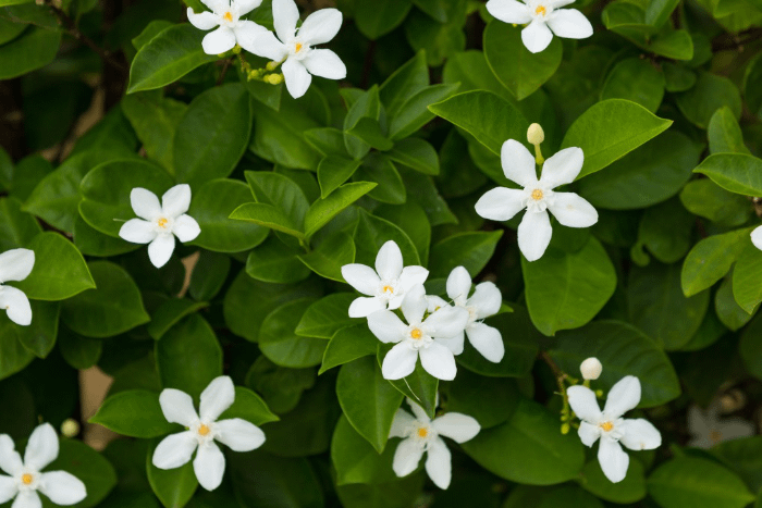 i piccoli fiori di jasmine in natura