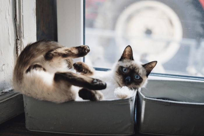 gatto thailandese, razza siamese