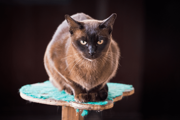 gatto thailandese, razza supalat con pelo color cioccolato