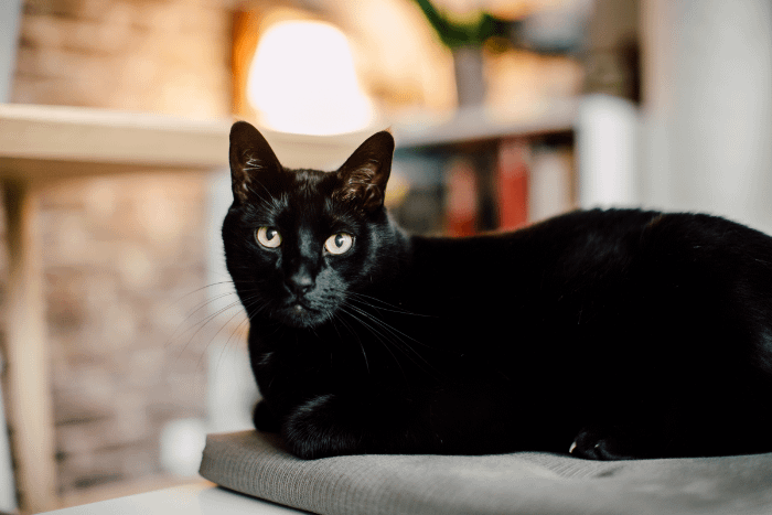 gatto thailandese, razza kon-ja completamente nero