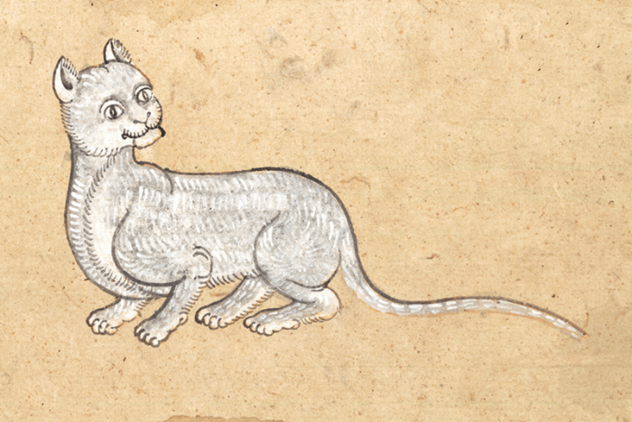 dipinto gatto thailandese dal libro Tamra Meaw