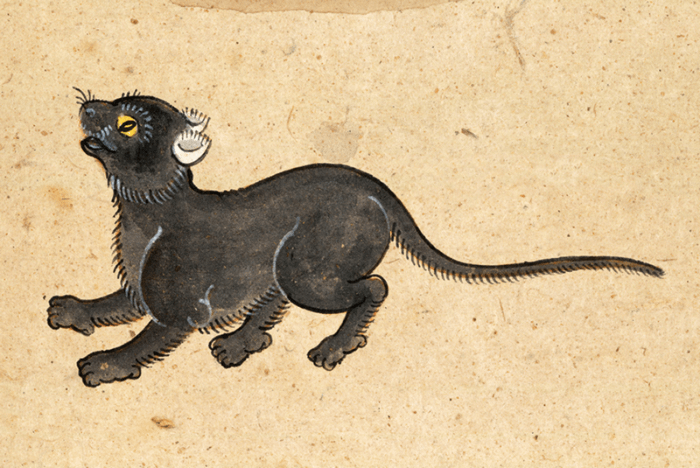 dipinto gatto thailandese dal libro Tamra Meaw