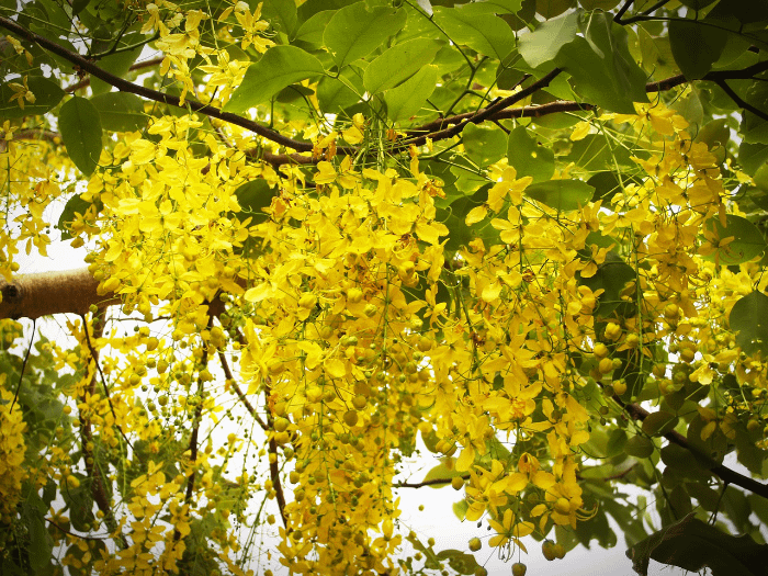 i piccoli fiori gialli thailandesi "Ratchaphruek" che scendono a grappoli da un ramo di un albero