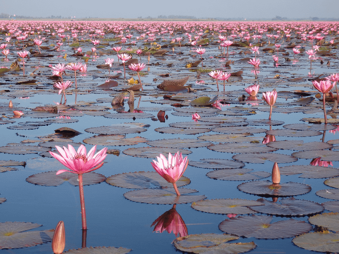 un lago pieno di fiori di loto rosa