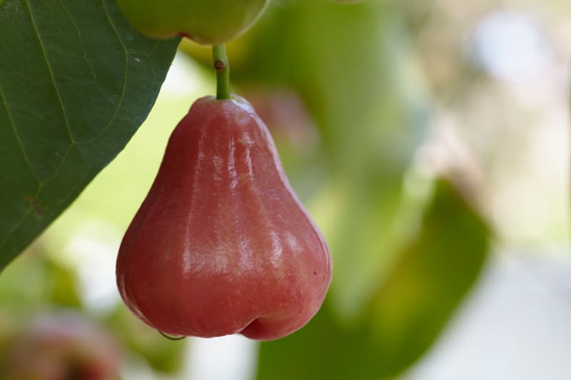 Frutta thailandese